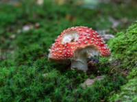 Mehrere angenagte Stellen an Fliegenpilz